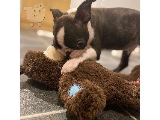 Benji το Αρσενικό Boston Terrier